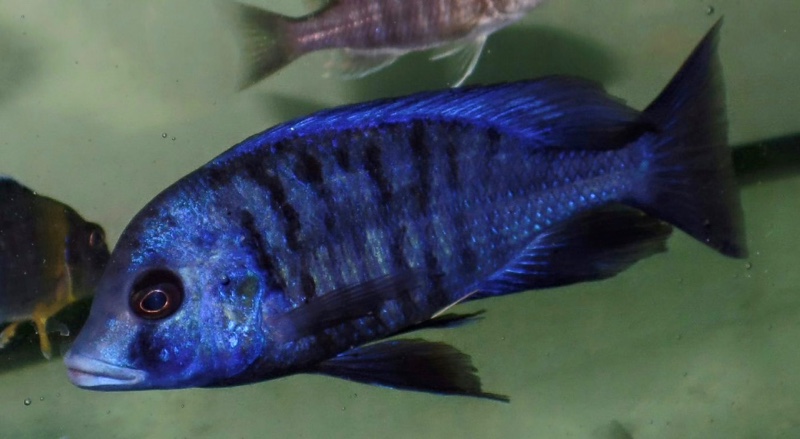 Protomelas annectens 'Manda'